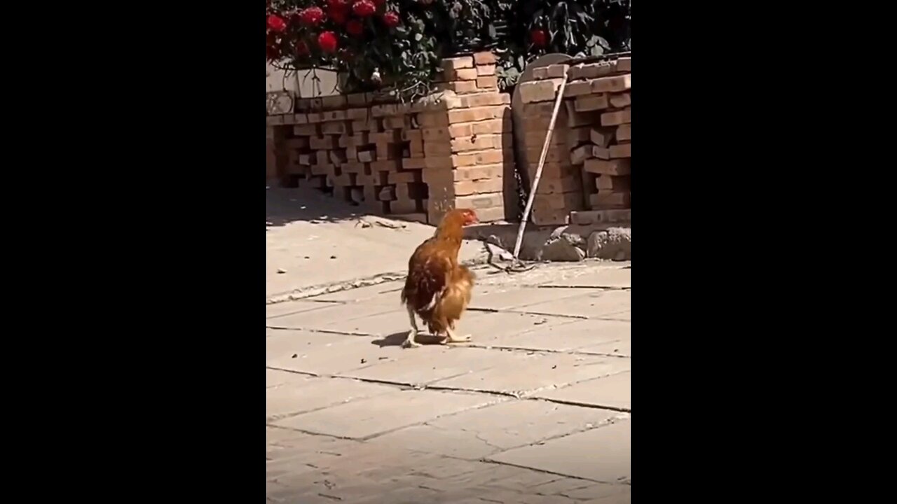 funny 🐓 🤣 talk chicken, funny videos 2025