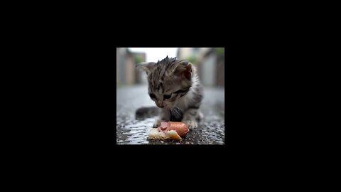 cute cat's need hug
