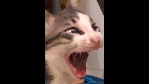 nise cat ai