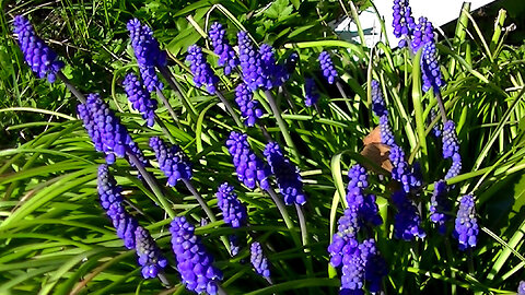IECV NV #769 - Blue Bells Even Thoe They Are Purple 3-30-2019