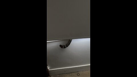 Where is my cat