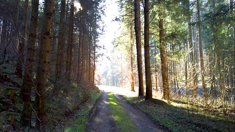 A Relaxing Walk Along the Forest River