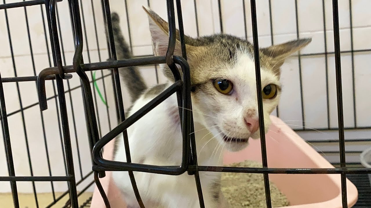 Update: LuLu looks better, more active, and stronger! I hope she can recover soon