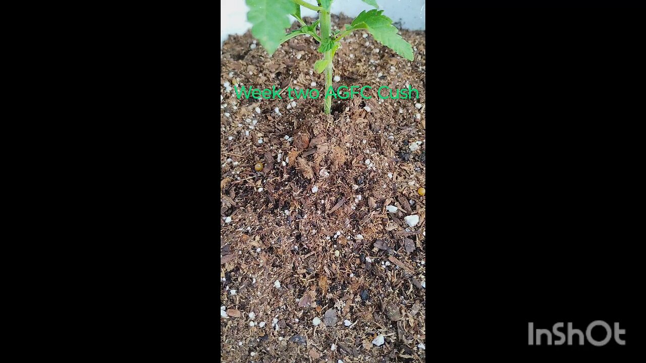 The AGFC CUsh growth Two weeks To Harvest.