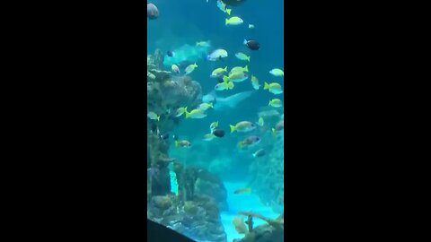 Aquarium in Kansas City Zoo