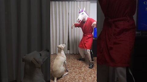 Curiquitaca Challenge With Dog • Dog Reaction