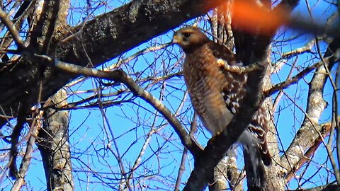 Red-shouldered hawk