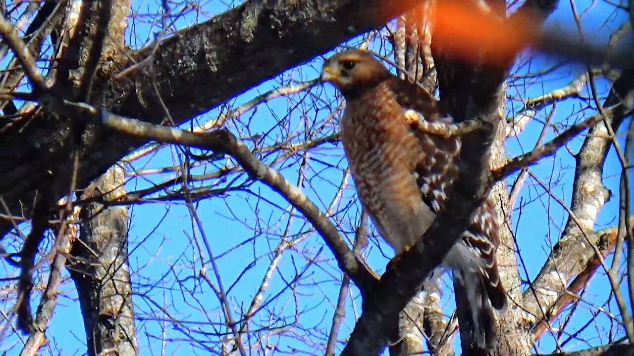 Red-shouldered hawk