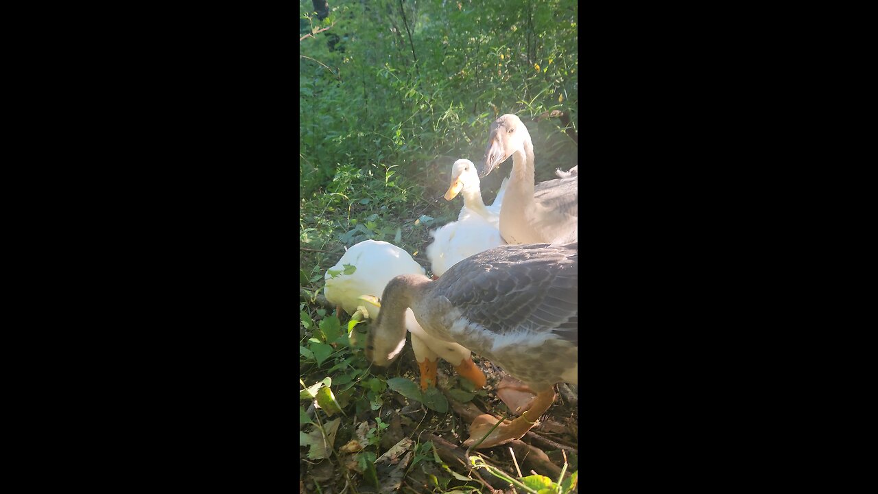 ducks