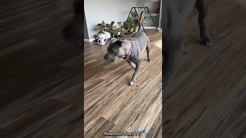 Funny animals 2024😂- Funniest Cats and Dogs Video😹🐶 #43