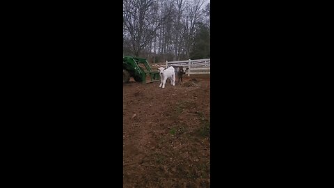 Adorable Shorthorn Plus Steer Calves Under 3 Weeks Old