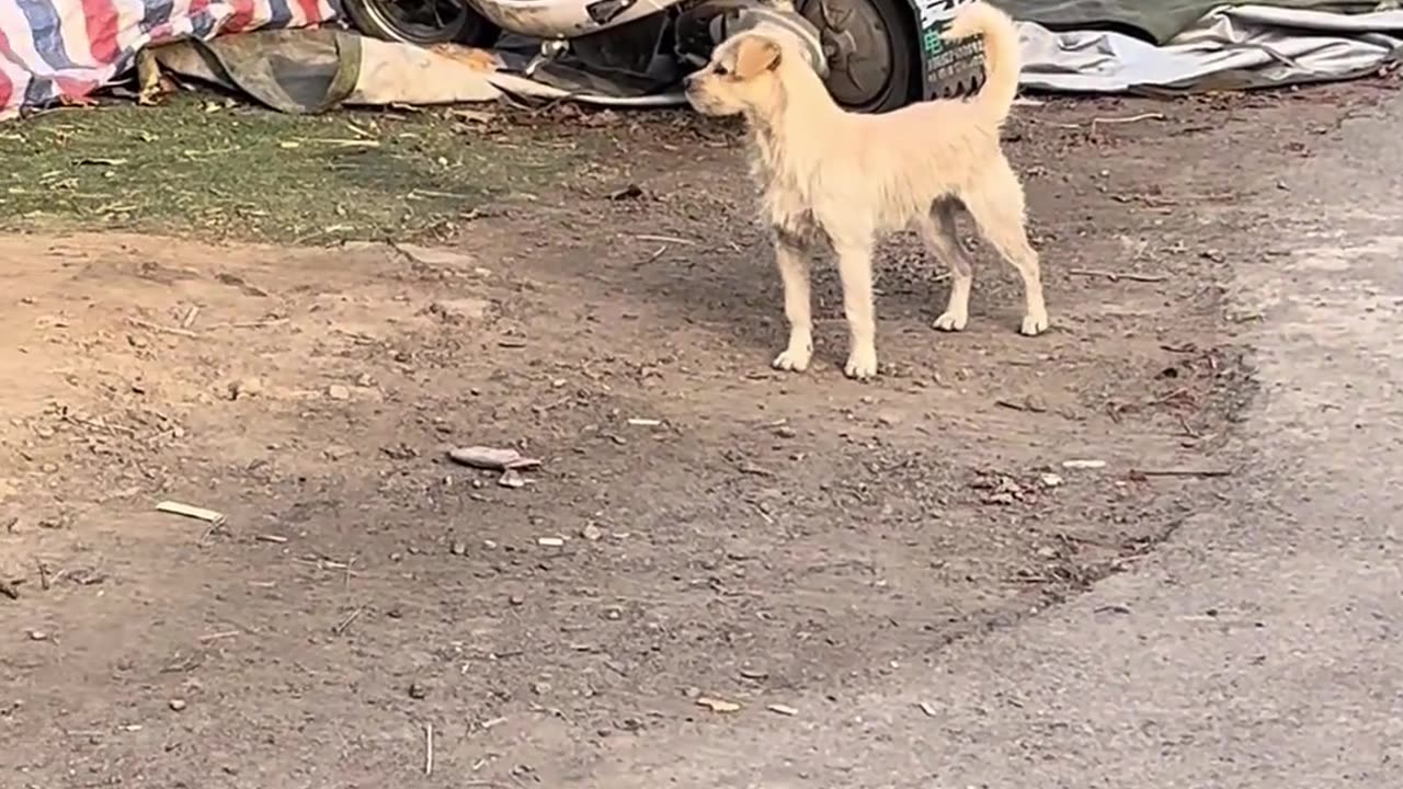 Perfect group coordination — in the dog world, I just can’t handle even a bit of grievance.