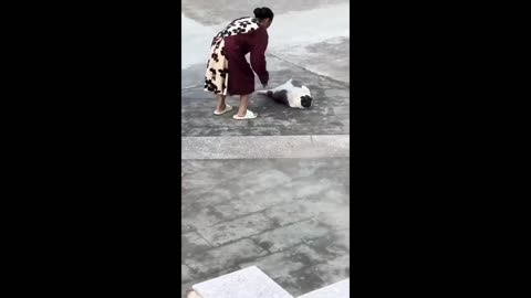 Purr-ime Time Fails: Epic Funny Cat Video Fest!