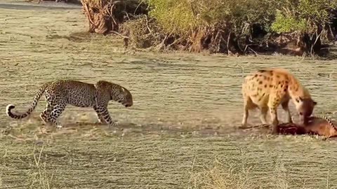animal fighting