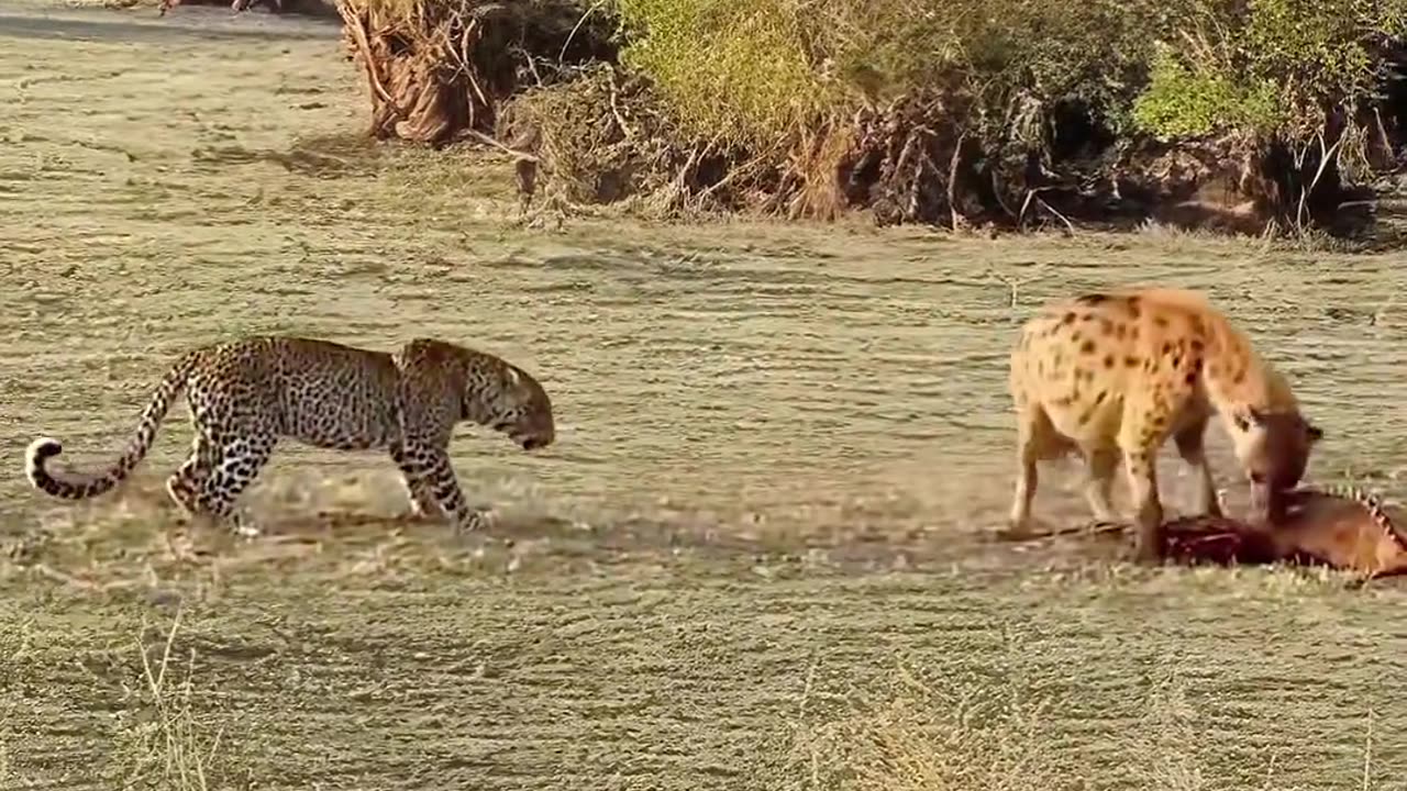 animal fighting