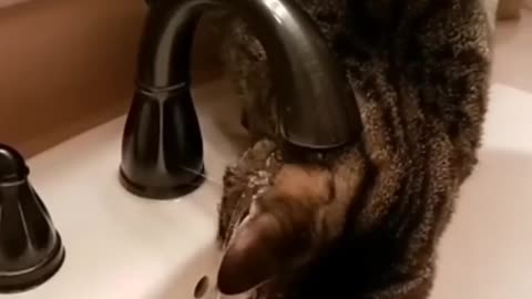 Pawsome Kitty Fails—Too Funny to Handle! 😂🐾