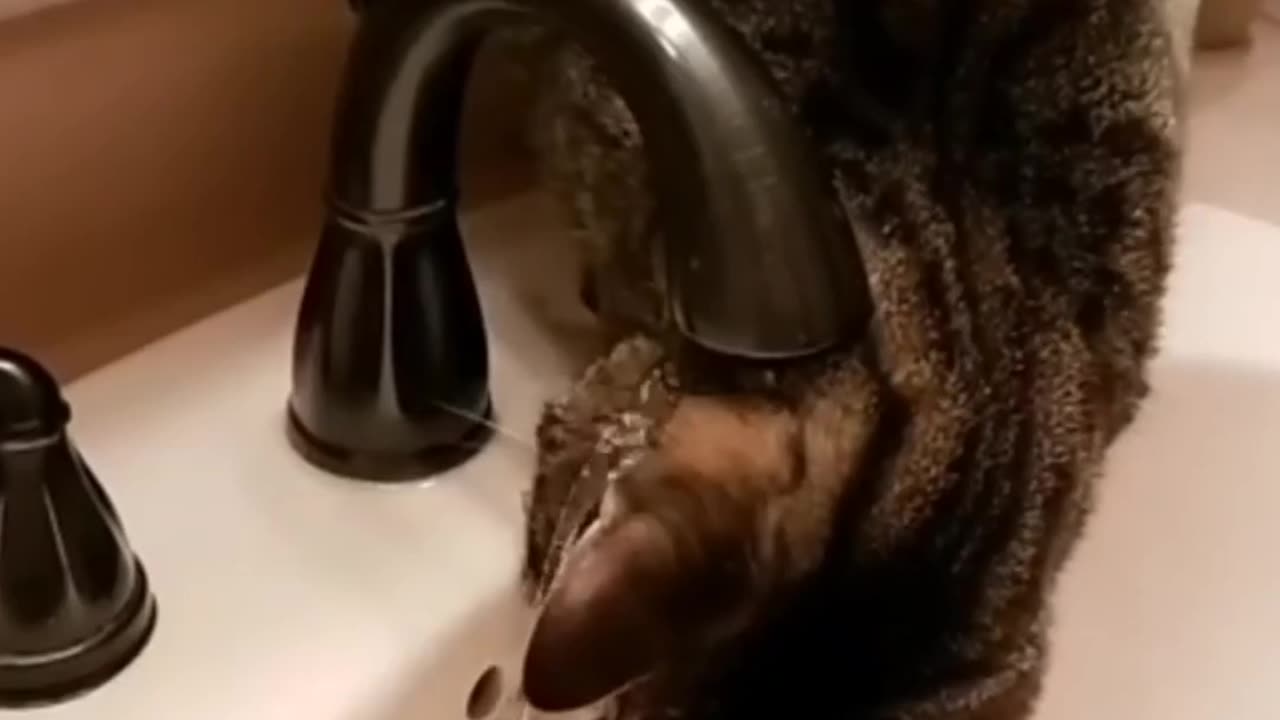 Pawsome Kitty Fails—Too Funny to Handle! 😂🐾