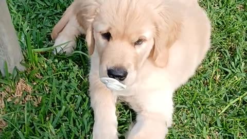Puppy With a Pacifier