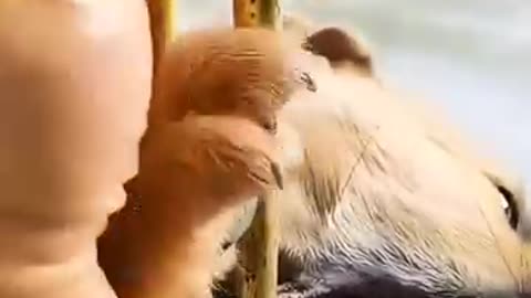 Man animal birds dangerous video
