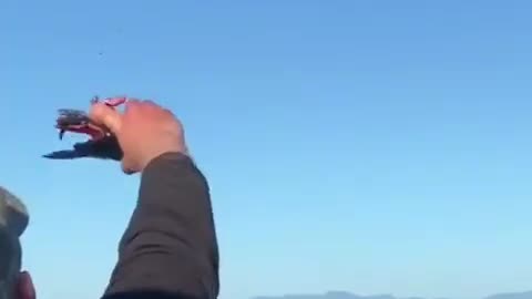 The bald eagle swoops down and captures its food in the air, as if collecting a celestial tribute.