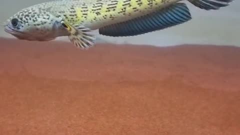 Beautifull finned channa auranti fish