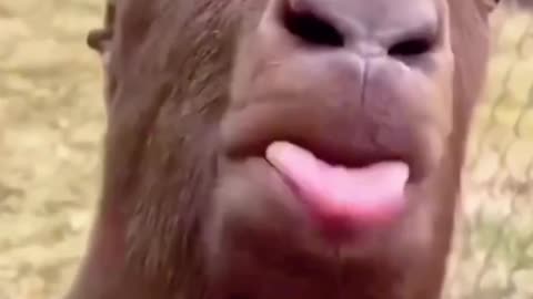 "When the Whole Animal Kingdom Goes Crazy 😂🐾"