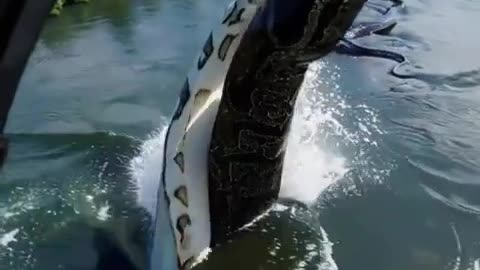 Amazon - Largest Anaconda