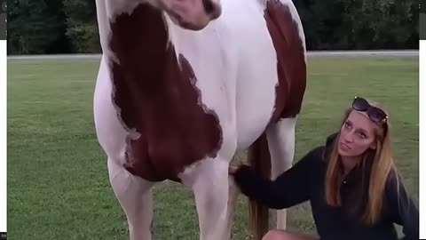 How to Train Your horse| WildPaws ....#shorts #horse #train #animals #trending #viral
