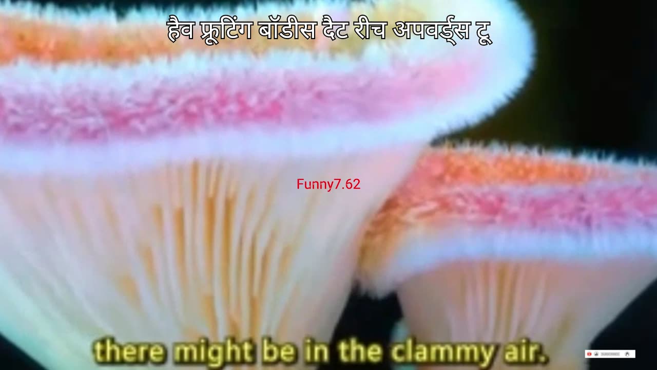 Glowing Fungi Mystery Finally Solved!