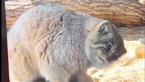 Cute cat