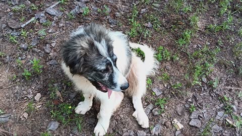 New resident at the homestead.