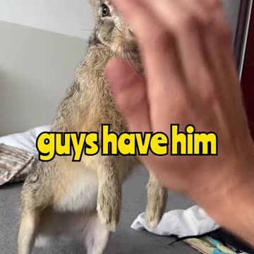 You’ve Heard of Pet Rabbits… But a Hare? 😳🐇