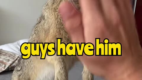 You’ve Heard of Pet Rabbits… But a Hare? 😳🐇