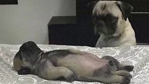 Pets That Will Definitely Brighten Your Day - Funny Animal Videos 2025