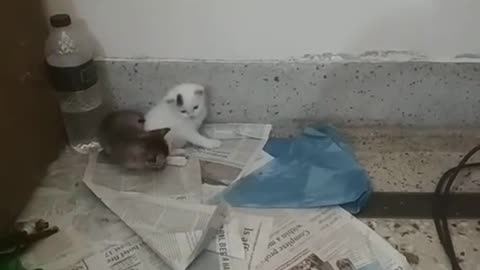 😻🐾 Cat Kittens 🐱💖 Animal Play & Behavior 🧠 | Nature 🐾 Pet Fun | 3M TV Cat Series 4