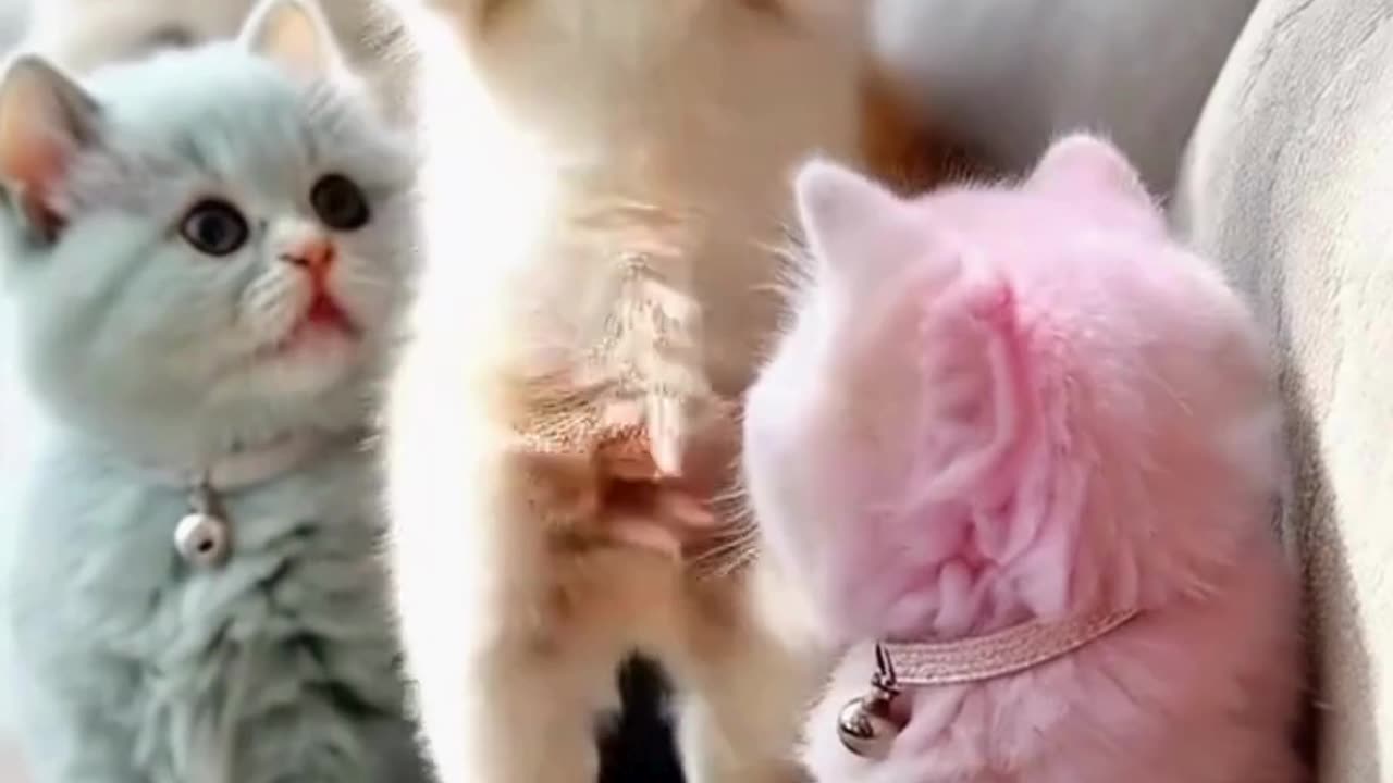 nice👌👍👀🌹 cat videos while keeping Adorable Cats