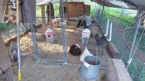 Chicken Live Stream