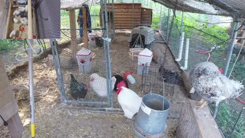 Chicken Live Stream