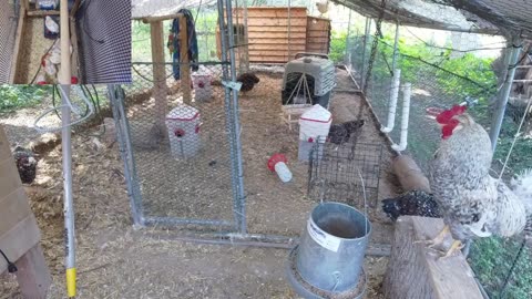 Chicken Live Stream