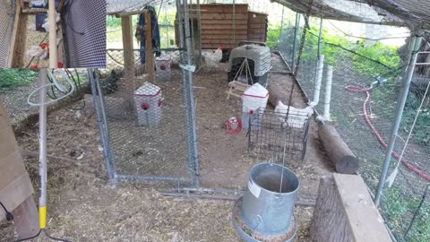 Chicken Live Stream