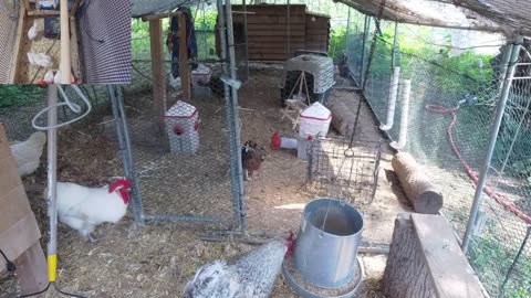 Chicken Live Stream