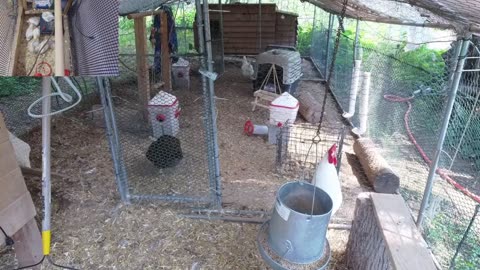 Chicken Live Stream