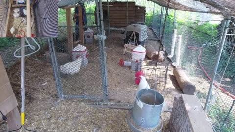 Chicken Live Stream