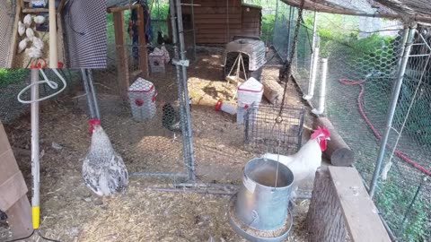 Chicken Live Stream