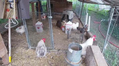 Chicken Live Stream