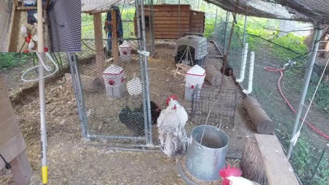 Chicken Live Stream