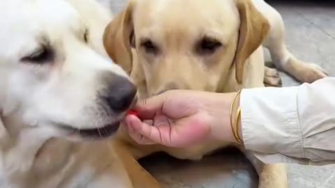Funny pets