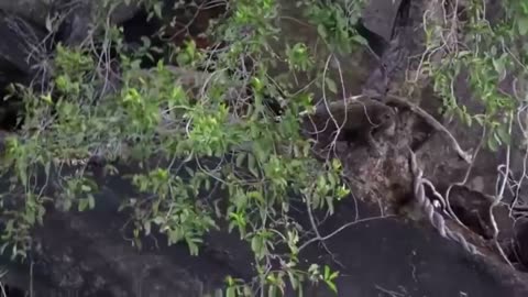 Baboon Fights With The Leopard For Revenge And The Ending Is Heartbreaking