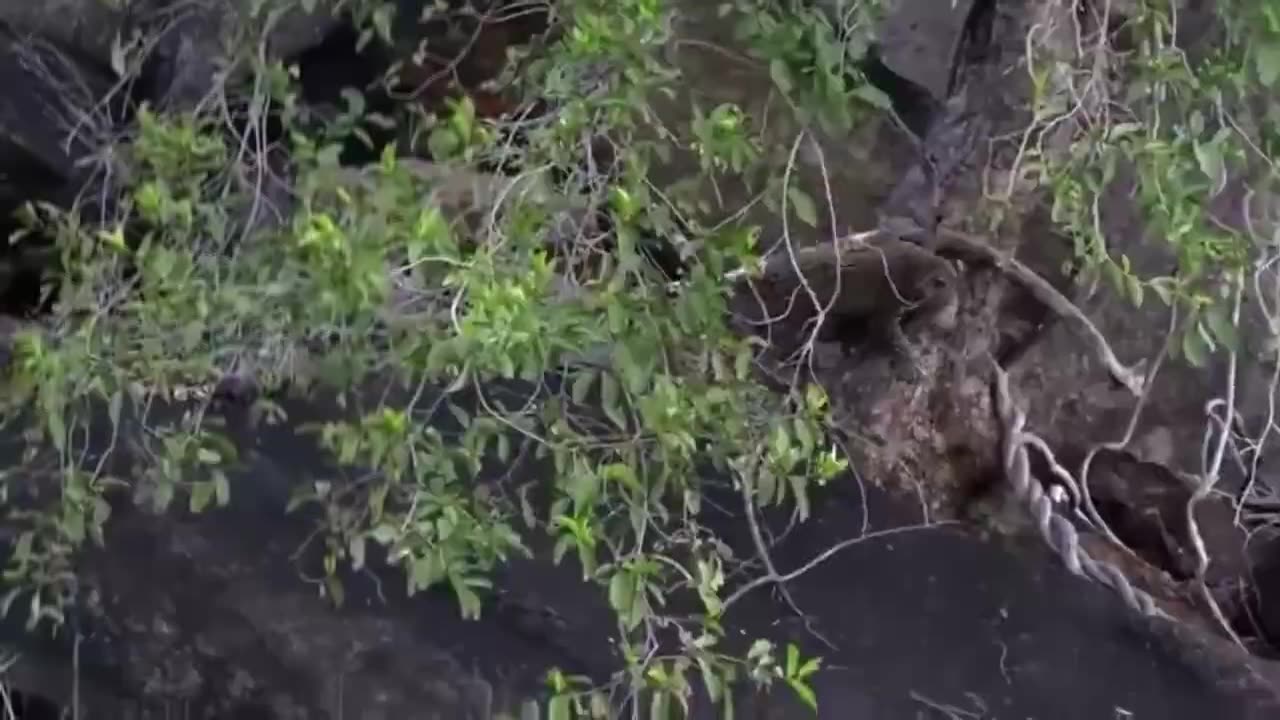 Baboon Fights With The Leopard For Revenge And The Ending Is Heartbreaking