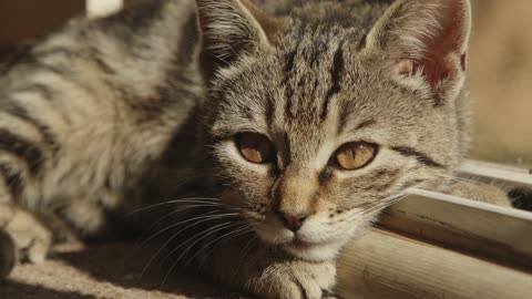 Cute Animal Ep85